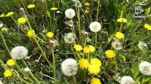 Сохраняем одуванчики для работ с эпоксидной смолой!