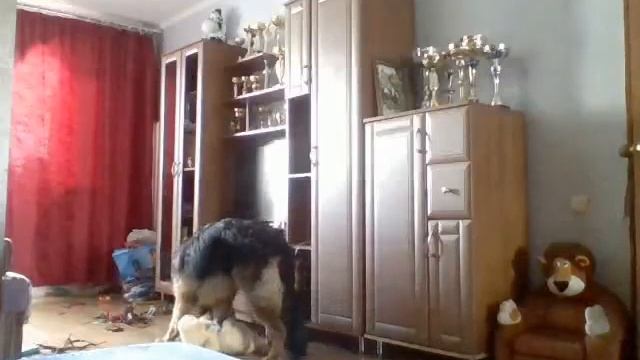 #скрытая камера #дрессировка ? Немецкая овчарка "скрытая камера" смотреть онлайн