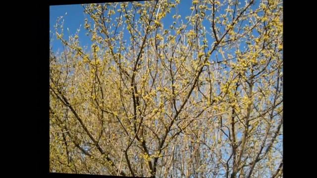 Цветки абрикоса и кизила смотреть онлайн