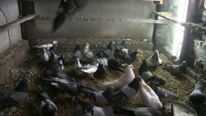 Голуби Ульяновска и Ульяновской области