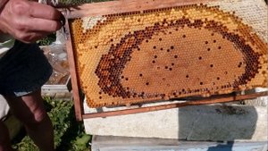 Сегодня на пасеке, 10 апреля 2018г. ИО карника тройзек 1075