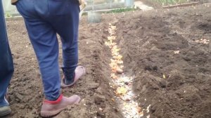 Посадка картофеля на дачном участке.
