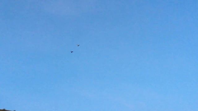 Бакинские голуби посадка ? смотреть онлайн