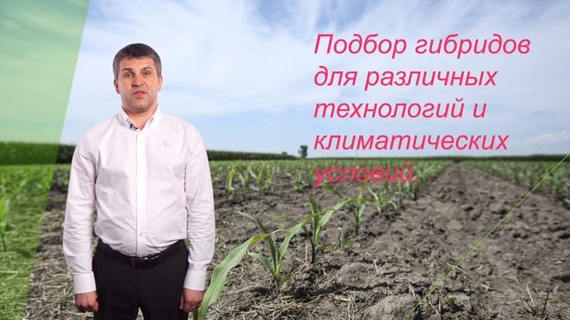 Технология посева кукурузы смотреть онлайн