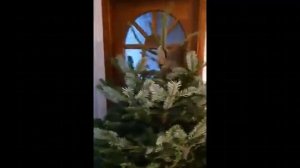 Эти кошки поднимут вам настроение / подборка кошек