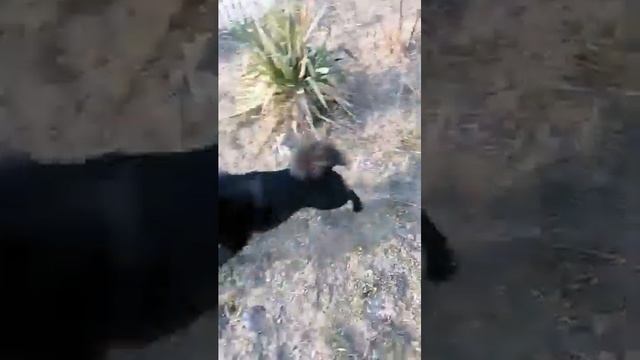 Чем заняться собаке во дворе? #собакаводворе #собака #играть #бегать #двор смотреть онлайн