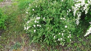 Многолетники для создания БЕЛОСНЕЖНОГО цветника.