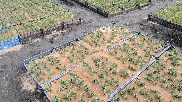 Выращивание тюльпанов в опилках/Cultivating of tulips. "Pixel" technology смотреть онлайн
