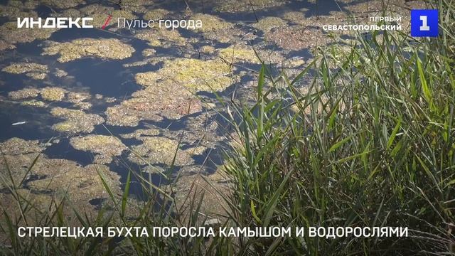 Здесь среди болот поросших богатой растительностью. Рыбы в мусоре в море. Трогает водоросли Мем. У меня камыш прикол.