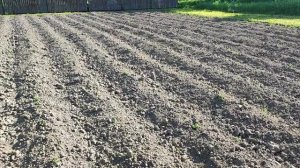 Картофель Королева Анна ,Гала.Показываю ,агротехника .Что и когда делать !