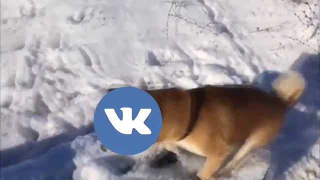 Это фиаско братан [Вконтакте скатился] смотреть онлайн