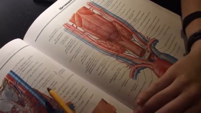 2 24 Эндокринные железы, pt 1 смотреть онлайн