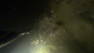 подводная охота на сома. маныч. веселовское водохранилище.