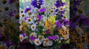 Муз.комната🎼🎵🎶🌸Ромашковый рай.mp4