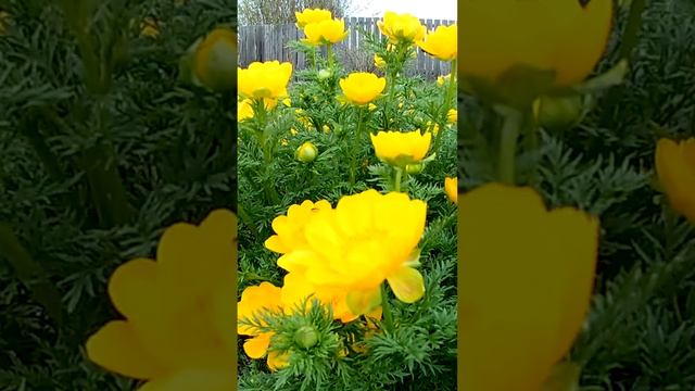 Адонис горицвет сибирский?