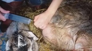 Накачивание вымени