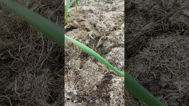 Удобрение для лука и чеснока, обзор смотреть онлайн