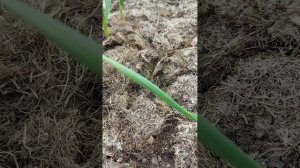 Удобрение для лука и чеснока, обзор