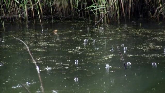 Звуки (шум) летнего дождя с громом для глубокого сна. На берегу озера для релакса. смотреть онлайн