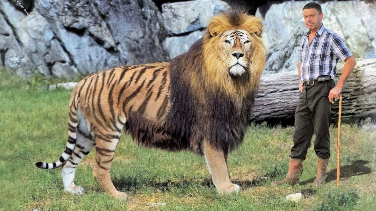 Смесь тигра и Льва Лигр