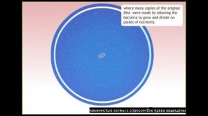 «Геном человека»