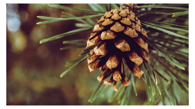 СТОПКА В ДЕНЬ И ЗАБУДЬ ПРО ИНСУЛЬТ. КАК БЫСТРО ОЧИСТИТЬ СОСУДЫ. смотреть онлайн