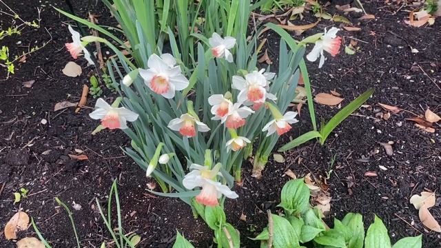 Plant Review : Daffodils 'Pink Charm' смотреть онлайн