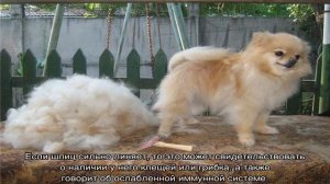 Линяют ли шпицы: много ли шерсти от них, что делать