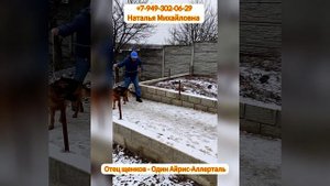 Щенки немецкой овчарки от высокопородной пары в Донецке.