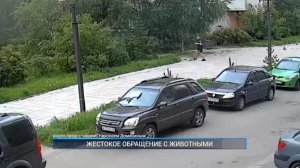 (Рыбинск-40) ЖЕСТОКОЕ ОБРАЩЕНИЕ С ЖИВОТНЫМИ