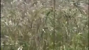 ОТЛИЧИЕ  НАТУРАЛЬНЫХ  ВИТАМИНОВ  ОТ  СИНТЕТИЧЕСКИХ