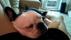 Французский бульдог. Решили завести? - посмотрите это видео ОБЯЗАТЕЛЬНО!