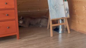 Кто вселился в пуму Месси?