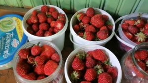 Сколько можно заработать на продаже клубники