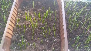 КАК ВЫРАСТИТЬ КРУПНЫЙ ЛУК  ИЗ ЧЕРНУШКИ.