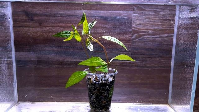 ГИГРОФИЛА ПАНТАНАЛ ( Hygrophila sp. Pantanal )