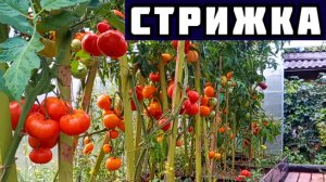 Стрижка помидоров Как я стригу томаты в своем огороде в теплице