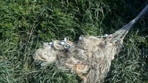 бредень хамелеон отзыв или говнобредень.не покупай бредень не посмотрев это видео