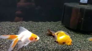 Red and White Ryukin & Ranchus Goldfish