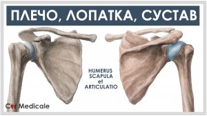 Плечо и лопатка - анатомия