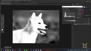 Как удалить фон помощью каналов в Фотошопе? (Как вырезать сложный объект?) Уроки Фотошопа с нуля.