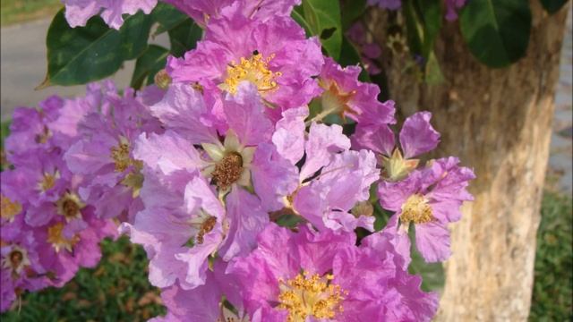 Lagerstroemia Speciosa Flowers !......... Singapore BLOOMS ! смотреть онлайн