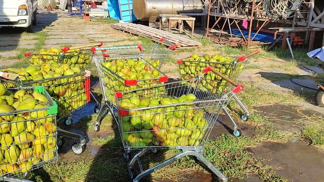 Рубрика хитрости винокура. Корзина для мытья и хранения фруктов №1 смотреть онлайн