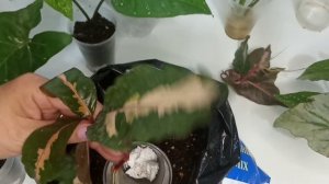 Комнатные цветы в октябре/ Граптофиллум. Сингониум Панда. Бегония Тамая