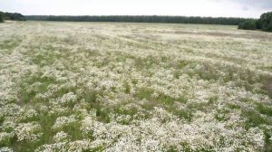 Поле ромашек