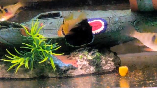 Апистограмма Рамирези(хромис-бабочка) нерест смотреть онлайн