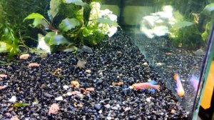 Нотобранхиус Рахова / Nothobranchius rachovii #нотобранх#Nothobranchiusrachovii#killifish