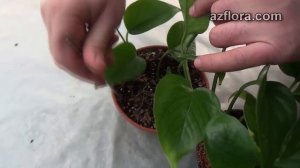 Размножение филодендрона