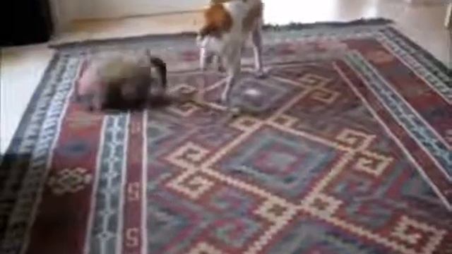 Видео приколы 2015! Самые смешные видео! Лучшие новинки видео приколов! Видео приколы ютуб!