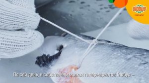 В России только в «Глобус»! История Рыбного ряда Собственного производства
